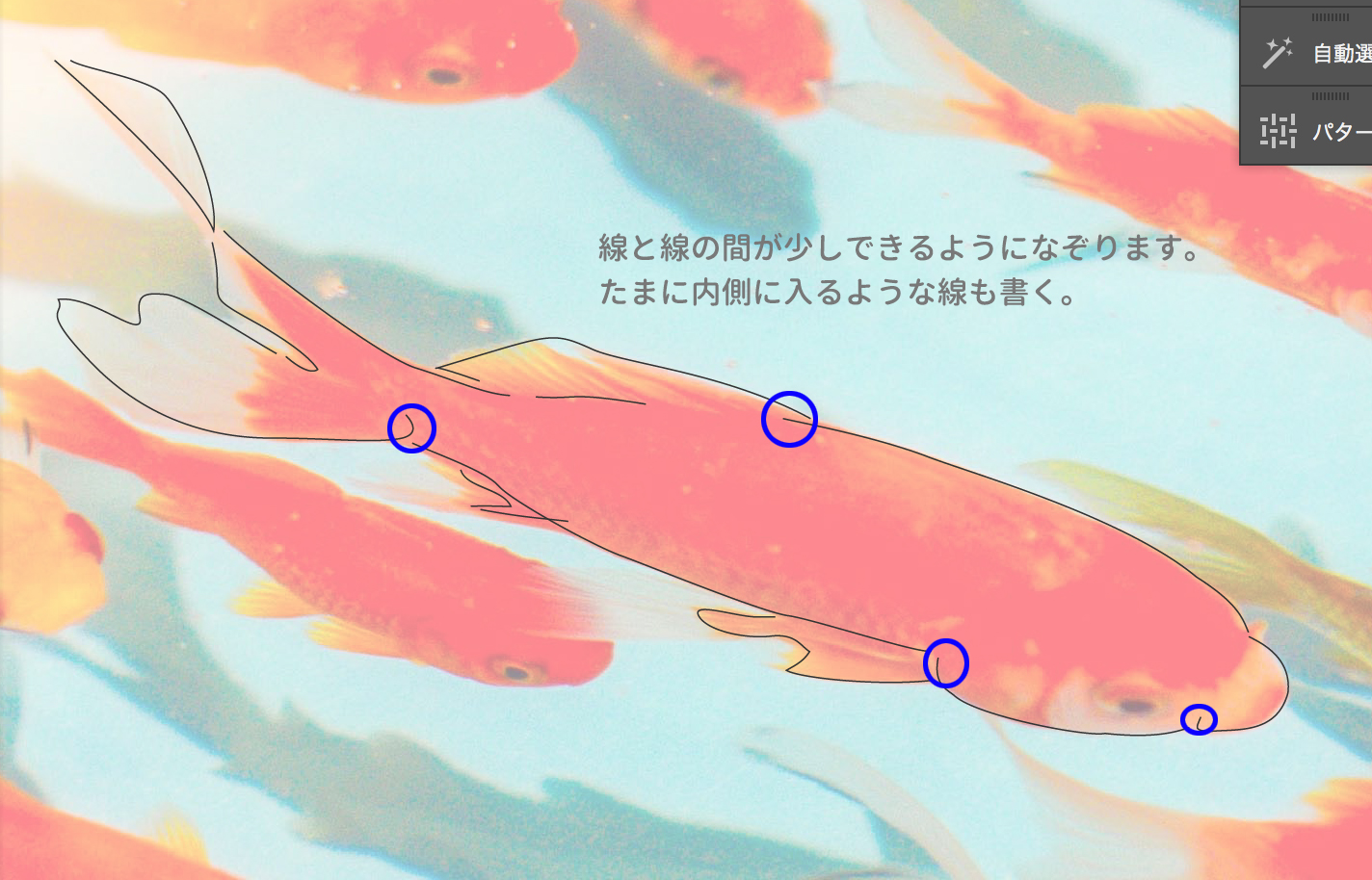 Japan Image 金魚 イラスト 綺麗