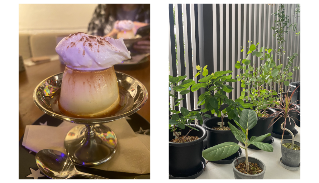 プリンと植物の画像